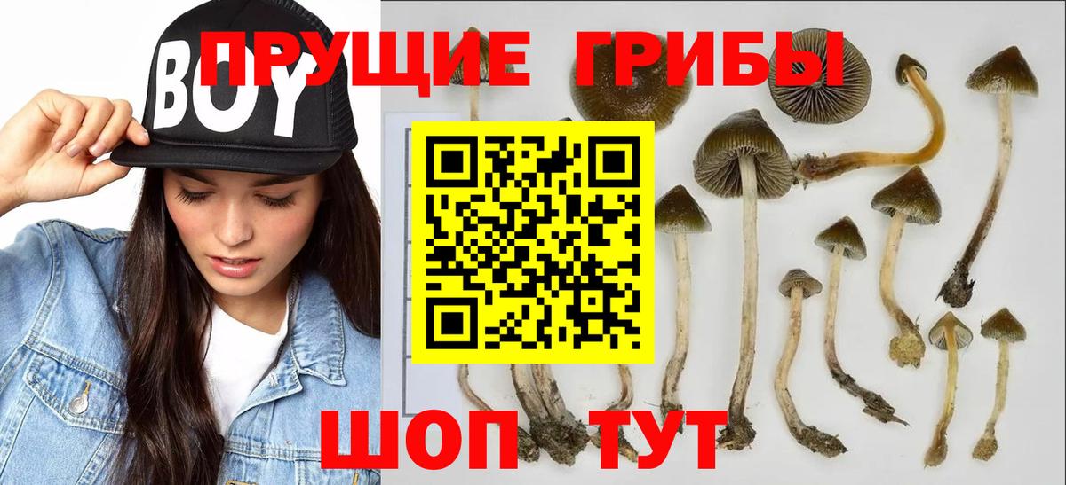 Тайшет  купить наркотики цена  Вход с VPN  Галлюциногенные грибы Psilocybine cubensis 